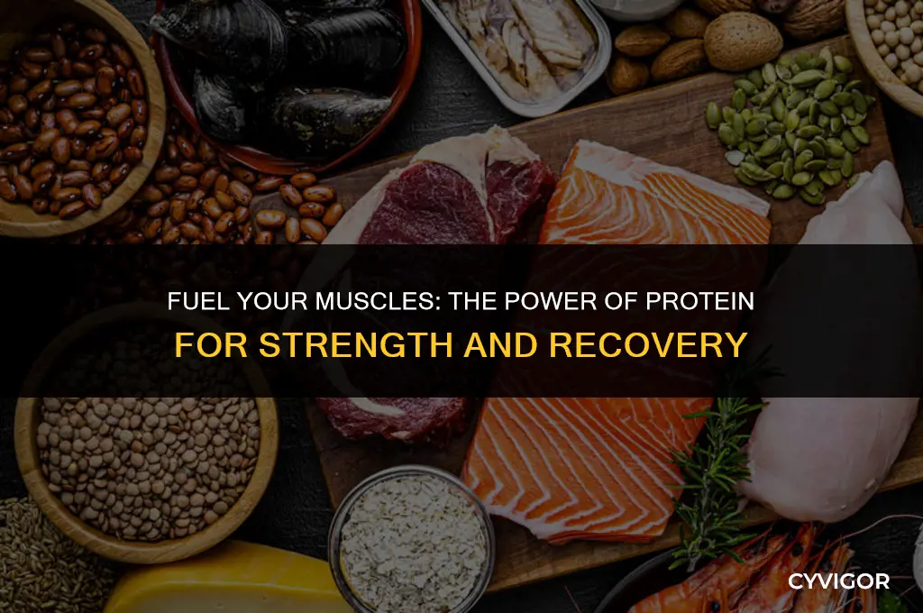 is protein good for muscles
