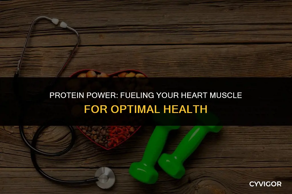is protein good for the heart muscle