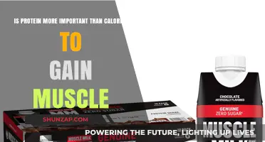 Protein vs. Calories: Which Drives Muscle Gain More Effectively?