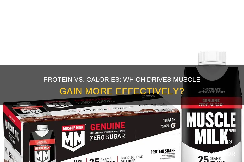 is protein more important than calories to gain muscle