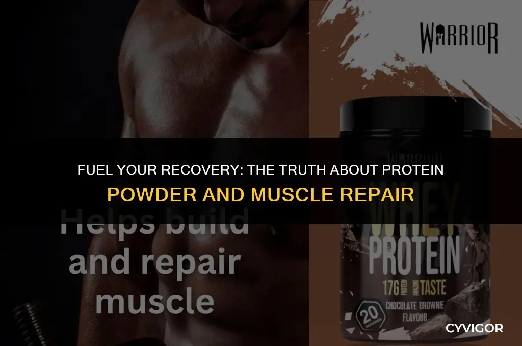 is protein powder good for muscle recovery