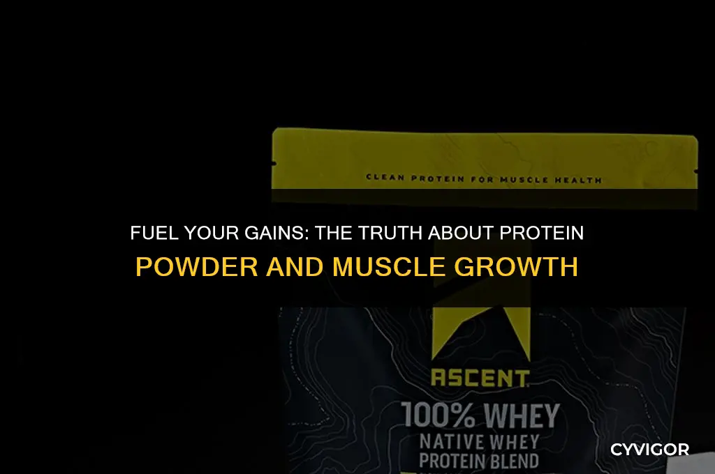 is protein powder good for muscles