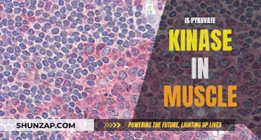 Pyruvate Kinase: Understanding Its Role in Muscle Function