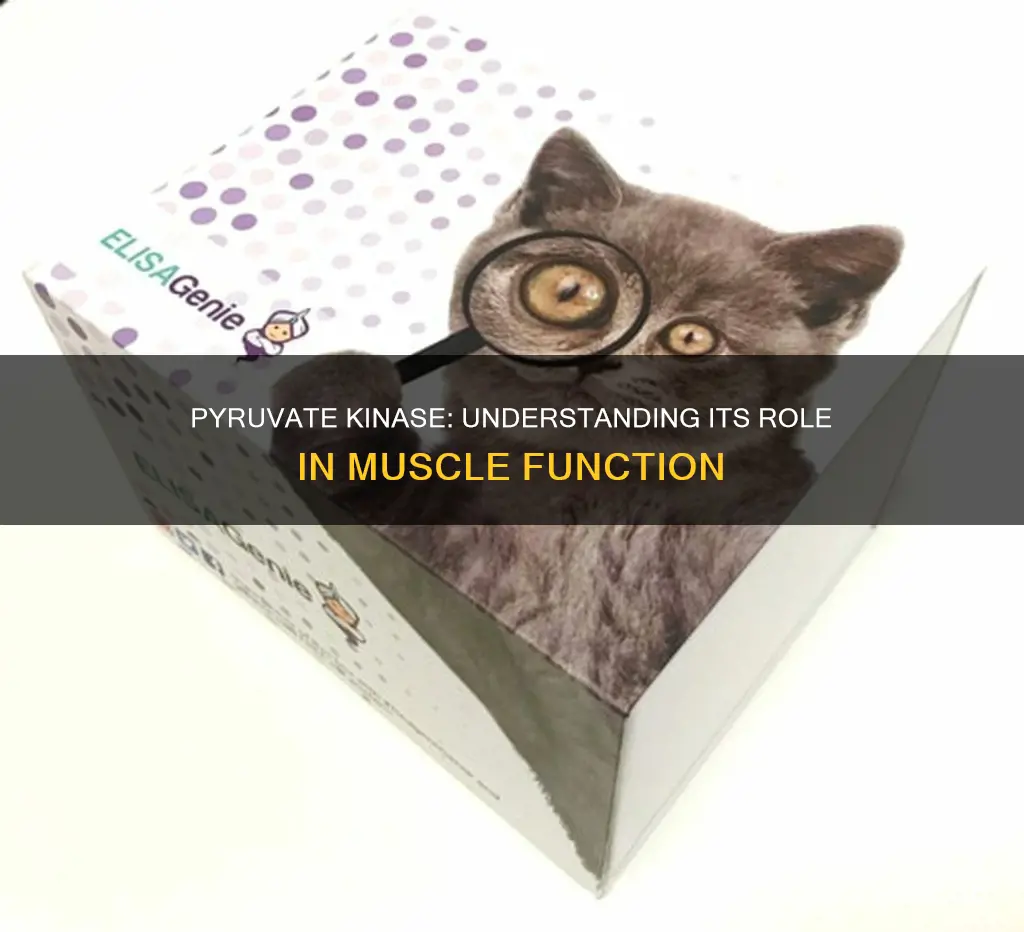 is pyruvate kinase in muscle