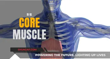 Developing a Strong QL Core Muscle for Athletes