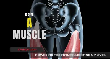 Understanding the Quad: Is It a Single Muscle or More?