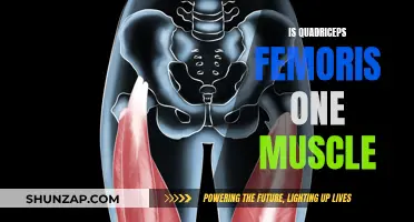 Understanding the Quadriceps Femoris Muscle Group