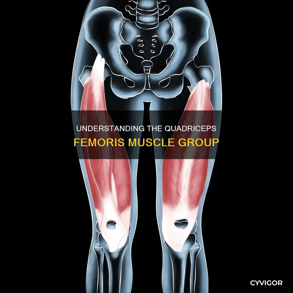 is quadriceps femoris one muscle