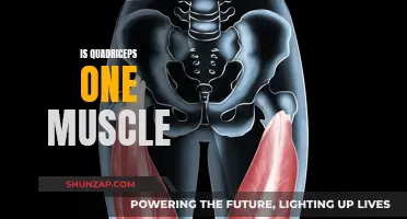 Understanding Quadriceps: A Group of Muscles Working Together