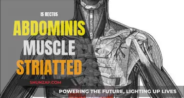 The Nature of the Rectus Abdominis Muscle
