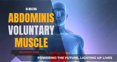 Understanding the Voluntary Nature of the Rectus Abdominis Muscle
