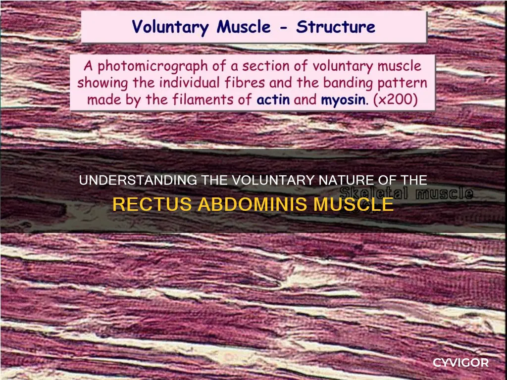 is rectus abdominis voluntary muscle