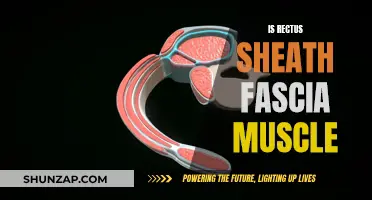 Understanding the Rectus Sheath Fascia and its Muscular Connections