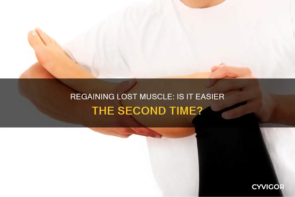 is regaining lost muscle easier
