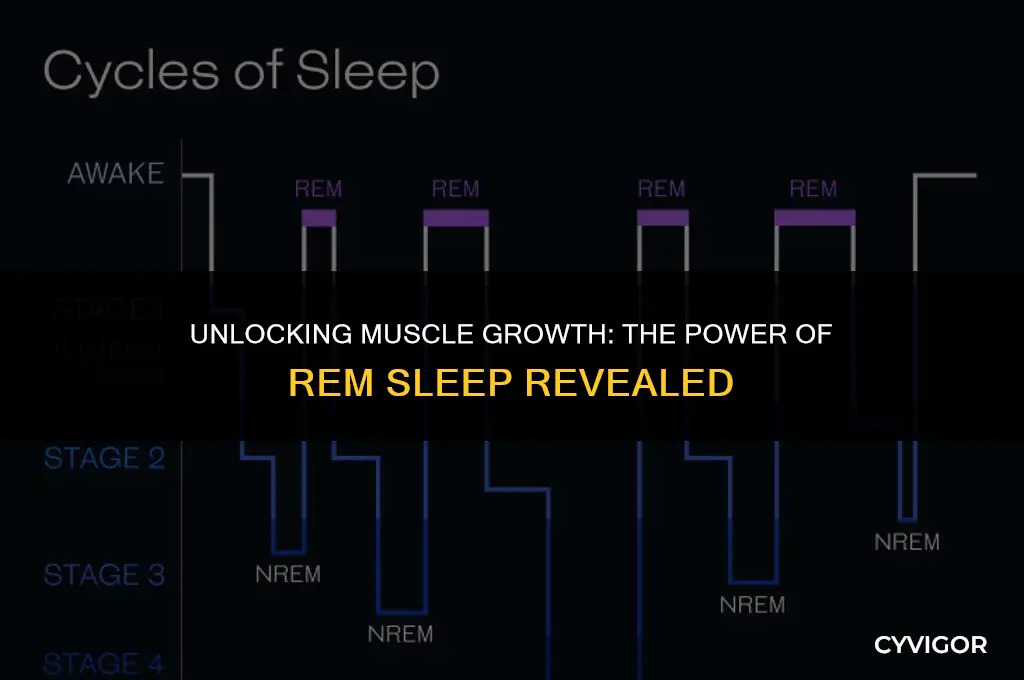 is rem sleep good for muscle growth