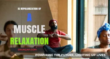 Repolarization and Muscle Relaxation: Understanding the Connection and Process