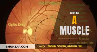 Retina and Muscles: What's the Connection?