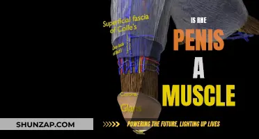 The Penis: Muscle or Not?