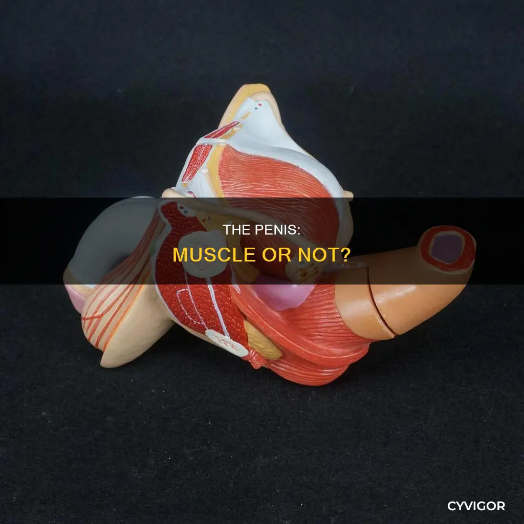 is rhe penis a muscle