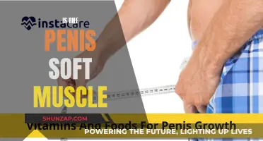 The Penis: Exploring Soft Muscle Tissue and Function
