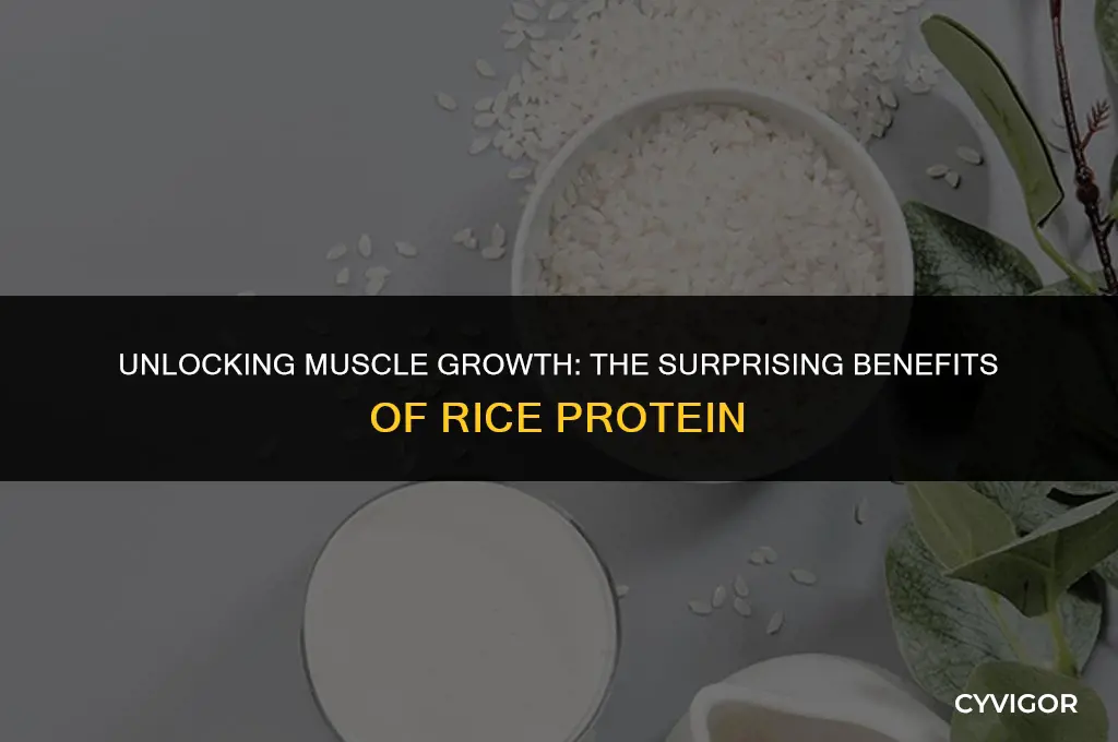 is rice protein good for muscle growth