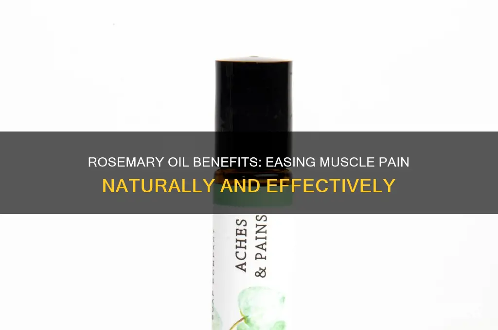 is rosemary oil good for muscle pain