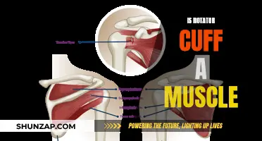 What Exactly Is the Rotator Cuff?