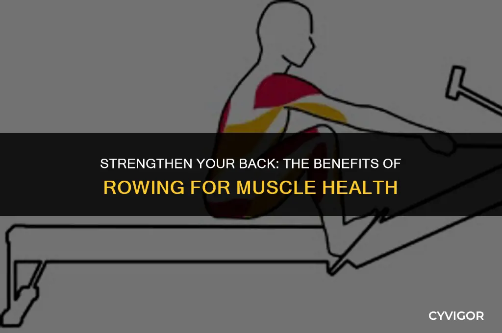 is rowing good for back muscles