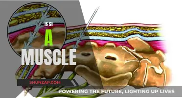 Understanding the S1: Is It a Muscle or Not?