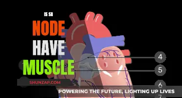 The SA Node: A Muscular Electrical Conductor