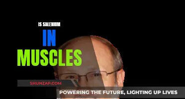 Selenium's Role in Muscle Health and Performance