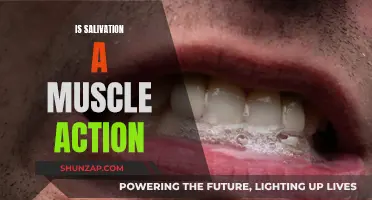 Salivation: Muscle Action or Reflexive Response?