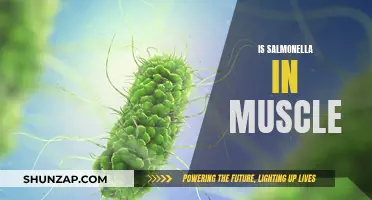 Salmonella's Uncommon Home: Inside Muscle Tissue