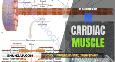 Sarcolemma: Cardiac Muscle's Crucial Protective Layer