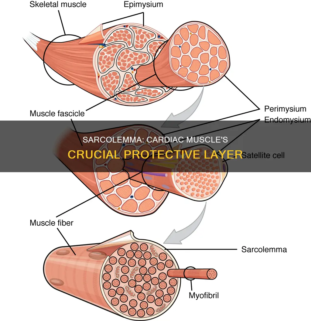 is sarcolemma in cardiac muscle