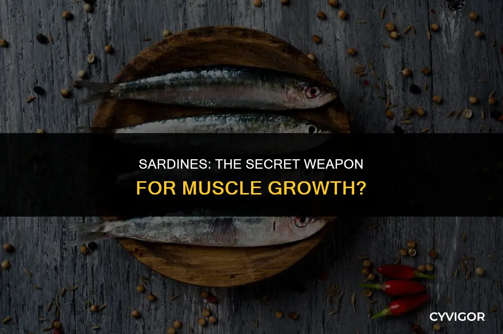 is sardines good for muscle growth
