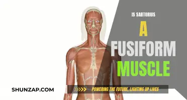 Sartorius Muscle: A Unique Fusiform Structure