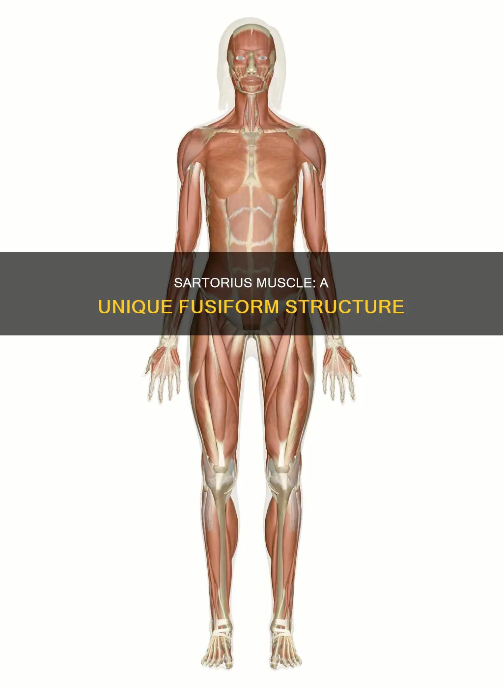 is sartorius a fusiform muscle