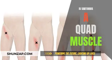 Understanding the Sartorius Muscle: A Unique Quadricep Muscle