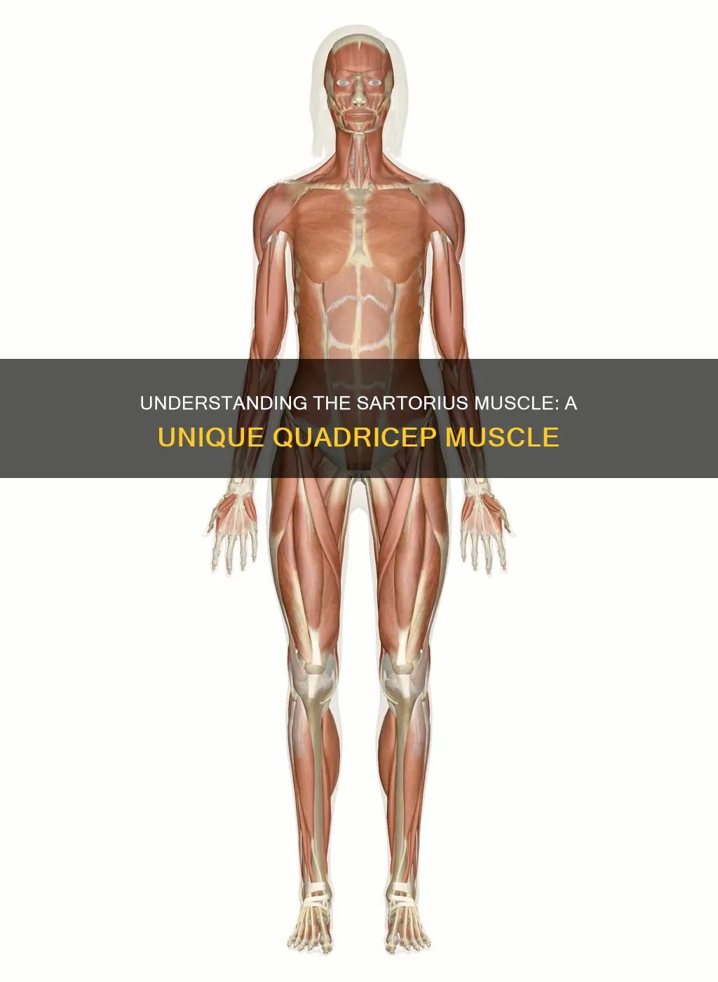 is sartorius a quad muscle