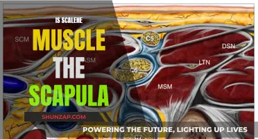 Understanding the Scalene Muscle and Its Relation to the Scapula