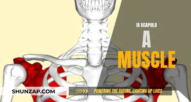 Scapula: Bone, Not Muscle, Here's Why
