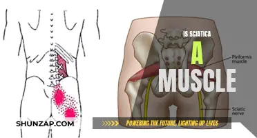Sciatica and Muscles: Understanding the Root Cause of Pain