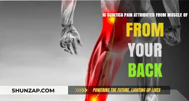Sciatica Pain: Muscle or Back? Unraveling the Source of Discomfort