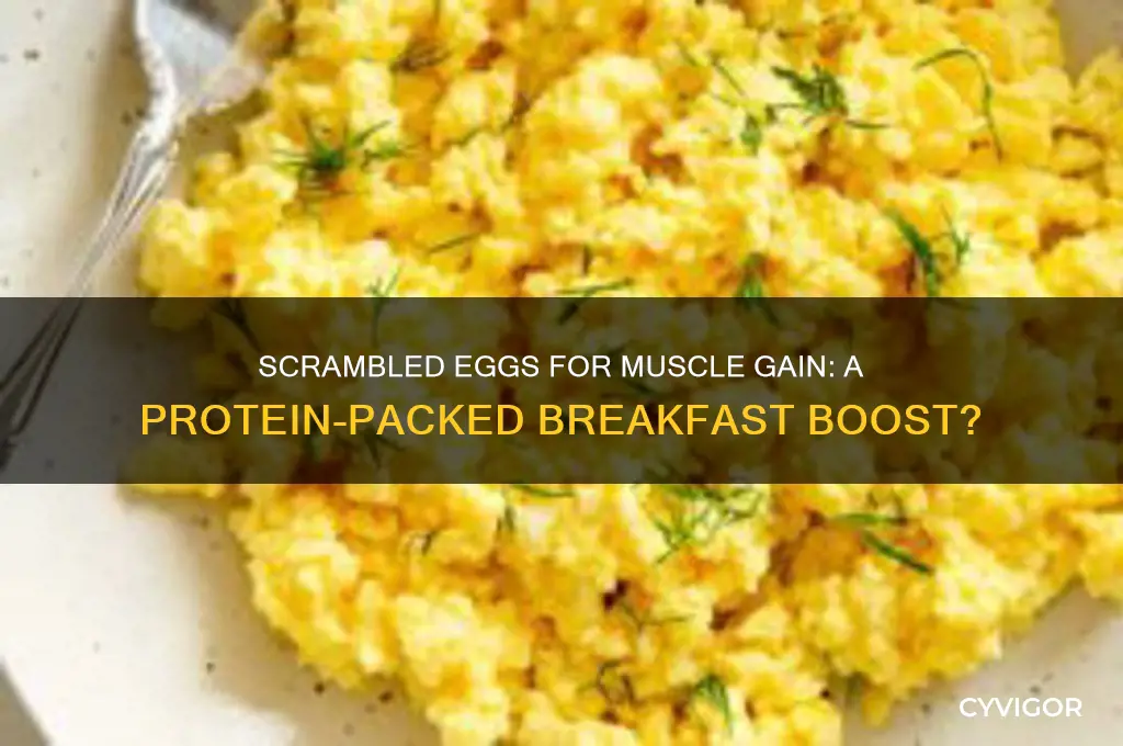 is scrambled eggs good for muscle gain