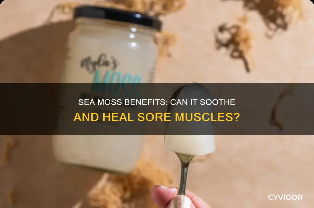 is sea moss good for sore muscles