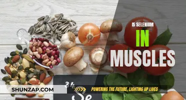 Selenium's Role in Muscle Health and Performance