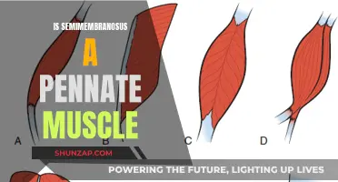 The Semimembranosus Muscle: A Unique Pennate Structure