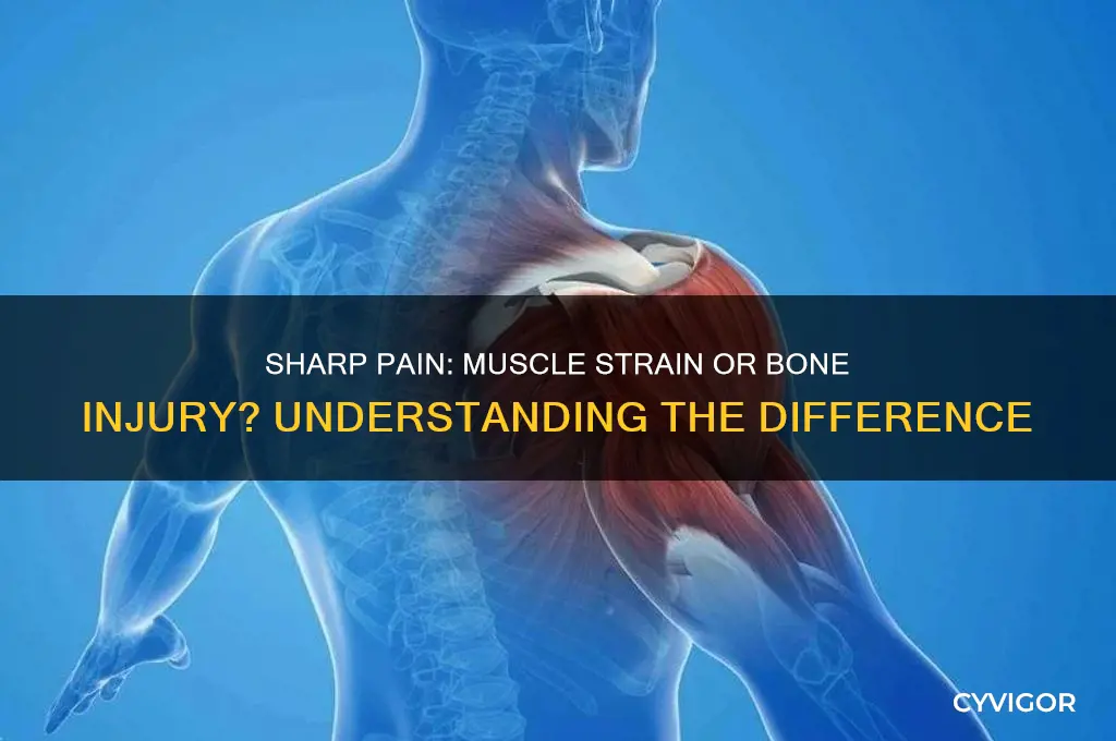 is sharp pain muscle or bone