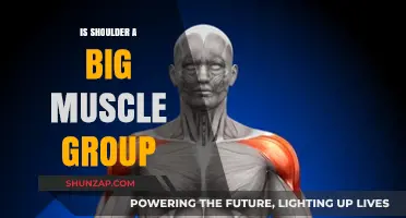 Is the Shoulder a Major Muscle Group? Uncovering the Truth